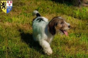 Lire la suite à propos de l’article Petit Basset Griffon Vendéen Éleveurs et chiots en Hauts-de-France