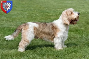 Lire la suite à propos de l’article Petit Basset Griffon Vendéen Éleveurs et chiots en Pays de la Loire