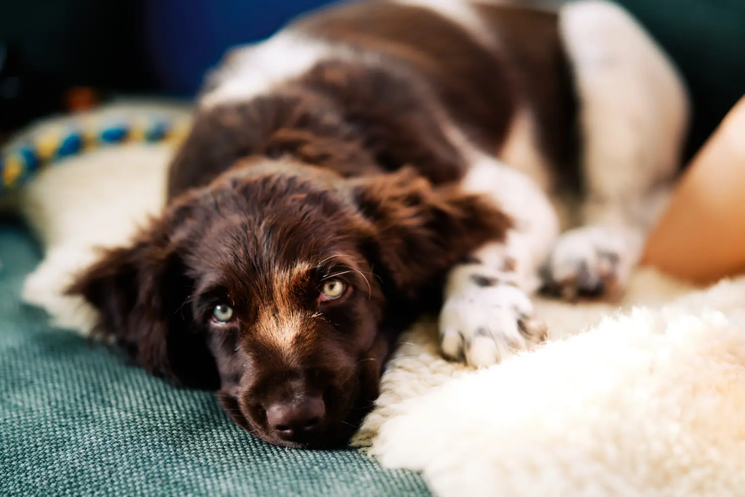 Acheter un chiot du Petit Münsterländer, c'est prendre des responsabilités ! Acheter un chiot de race Münsterländer.