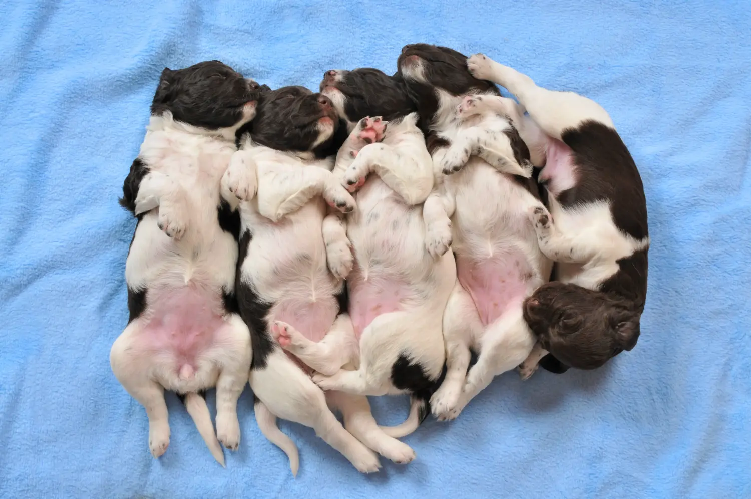 Acheter un chiot du Petit Münsterländer, c'est prendre des responsabilités ! Acheter un chiot de race Münsterländer.