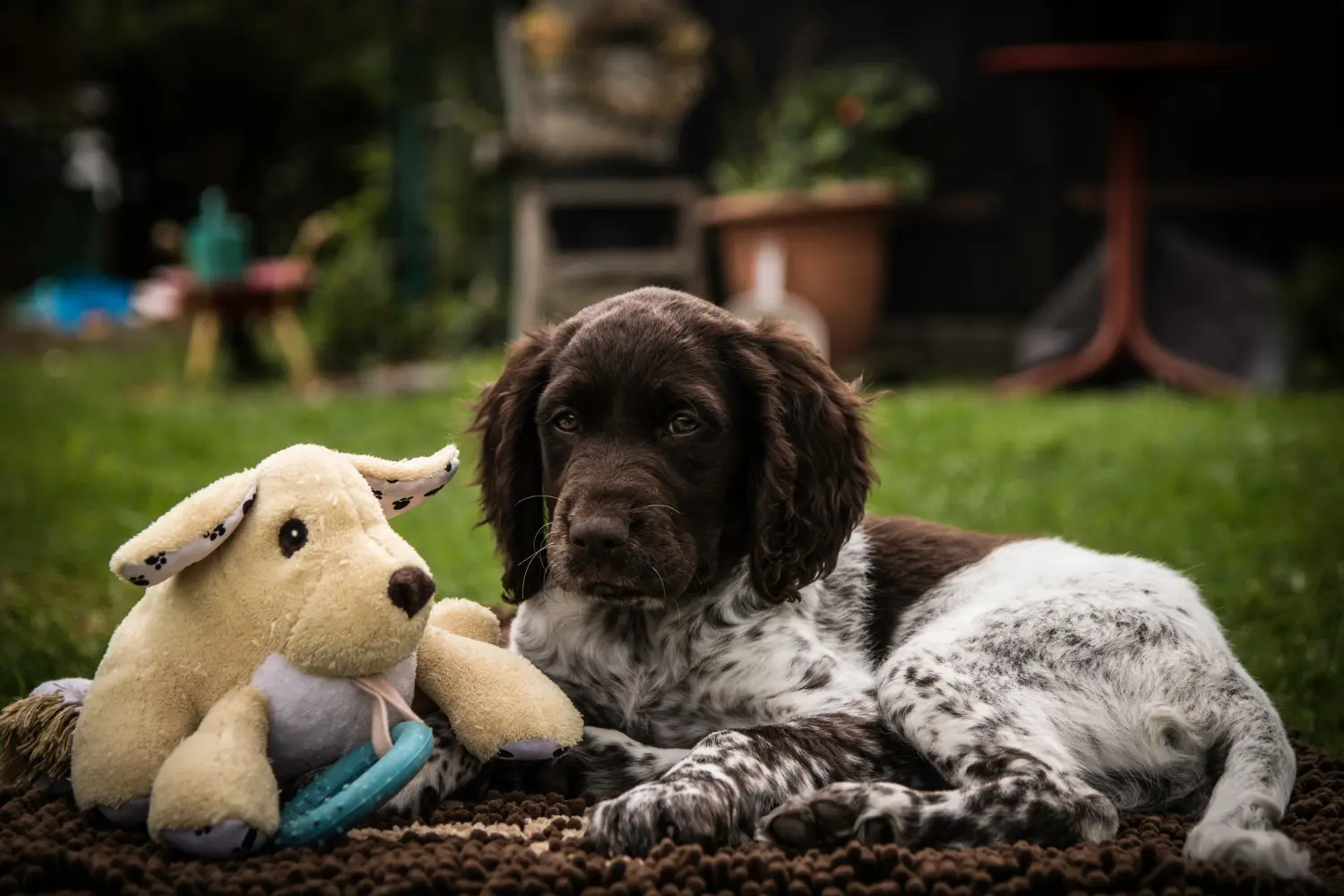 Acheter un chiot du Petit Münsterländer, c'est prendre des responsabilités ! Acheter un chiot de race Münsterländer.