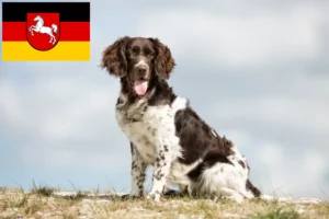 Lire la suite à propos de l’article Éleveurs de petits Münsterländer et chiots en Basse-Saxe