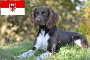Lire la suite à propos de l’article Éleveurs de petits Münsterländer et chiots dans le Brandebourg