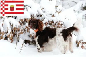 Lire la suite à propos de l’article Éleveurs de petits Münsterländer et chiots à Brême