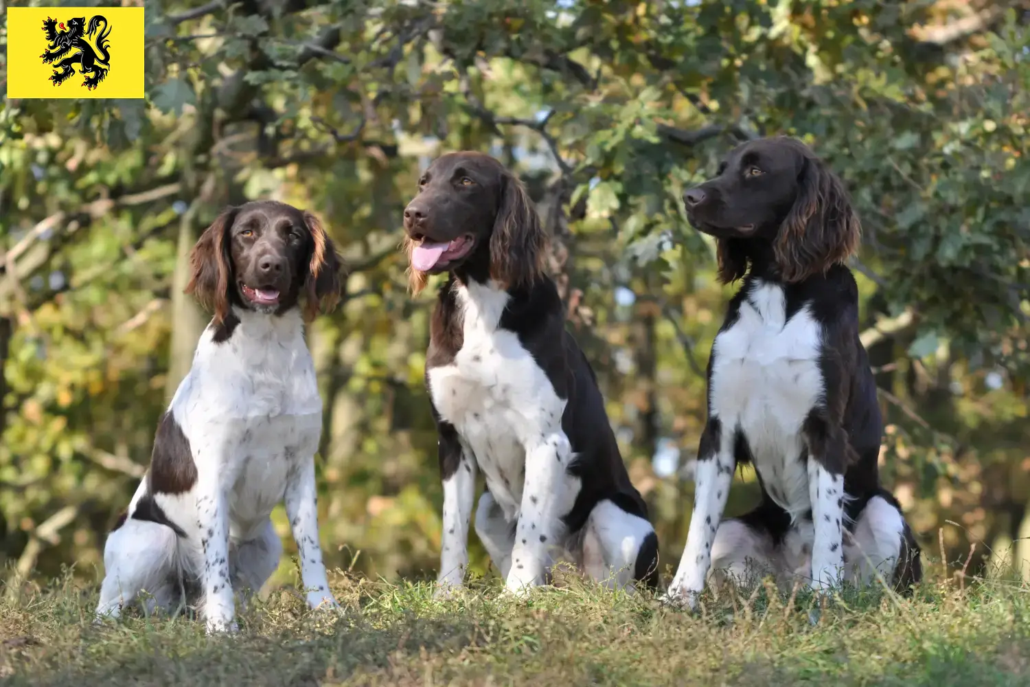 Petit Münsterländer chiots et éleveurs Flandres Ici, tu trouveras des éleveurs de petits Münsterländer en Flandre.