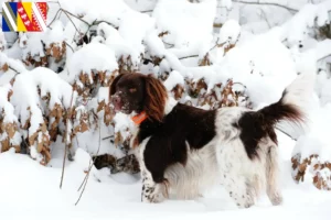 Lire la suite à propos de l’article Petit Münsterländer éleveur et chiots en Grand Est