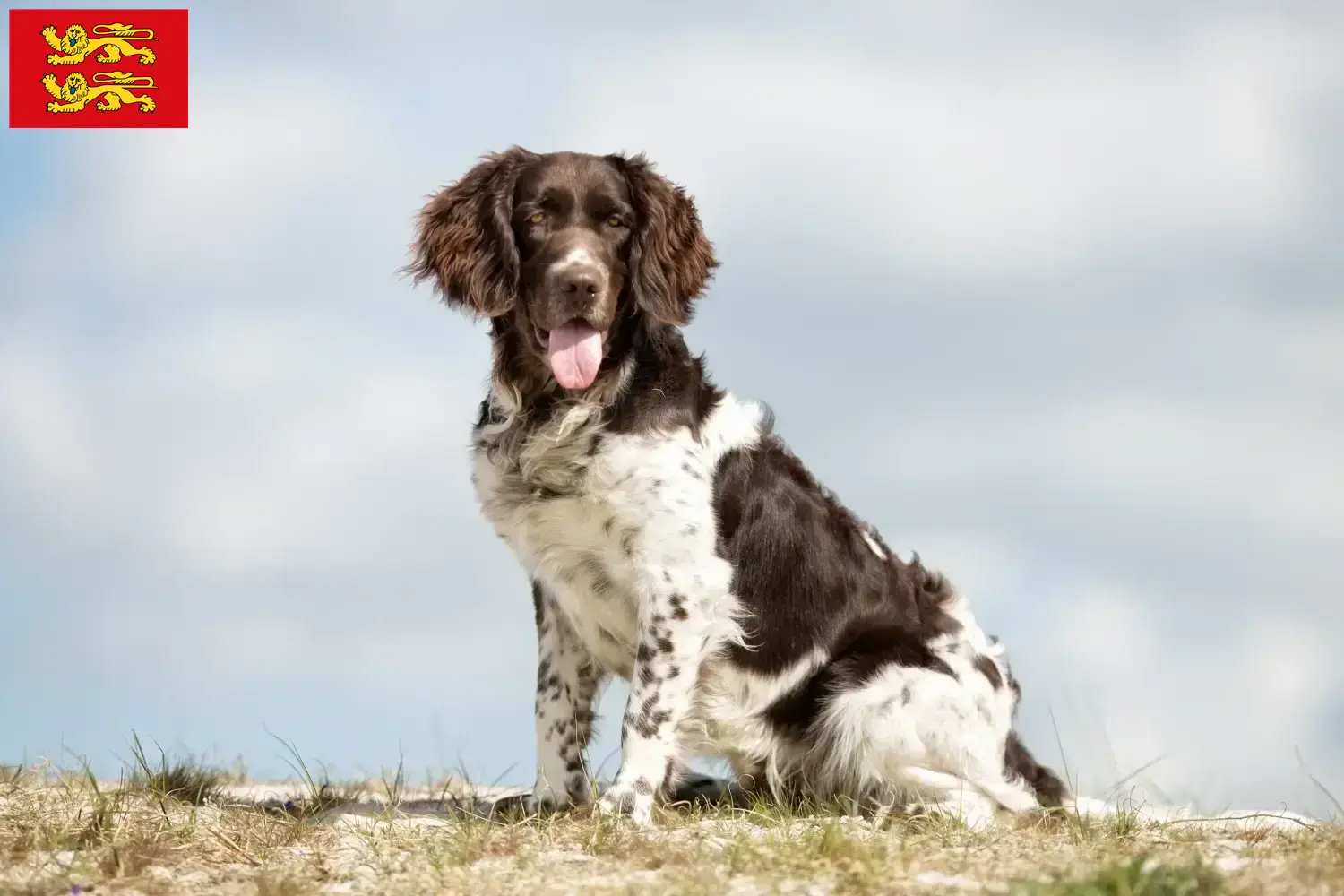 Petit Münsterländer chiots et éleveurs Normandie Ici, tu trouveras des éleveurs de petits Münsterländer en Normandie.