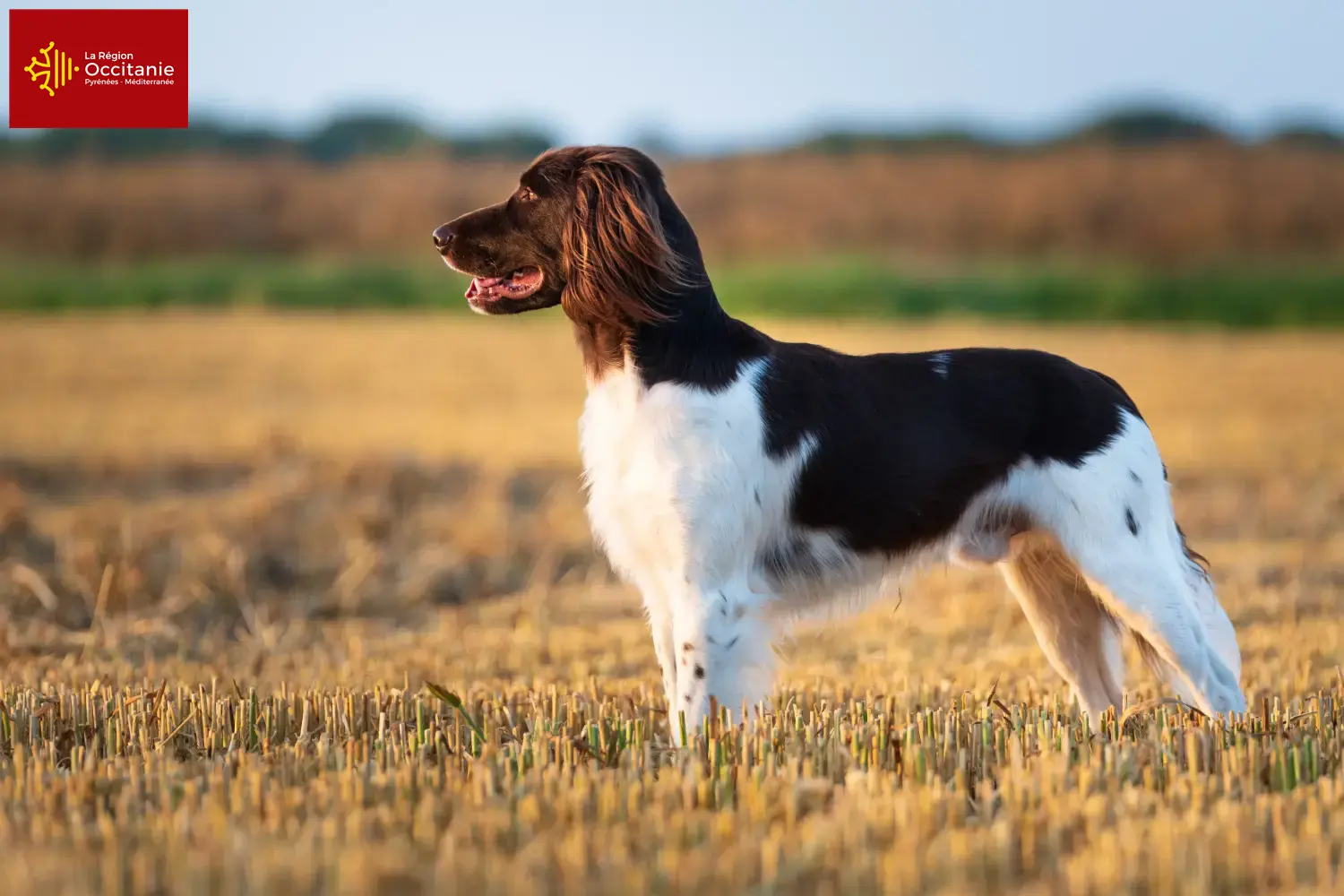 Petit Münsterländer chiots et éleveurs Occitanie Ici, tu trouveras des éleveurs de petits Münsterländer en Occitanie.