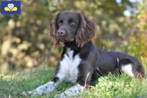 Lire la suite à propos de l’article Petit Münsterländer éleveur et chiots en région de Bruxelles-Capitale