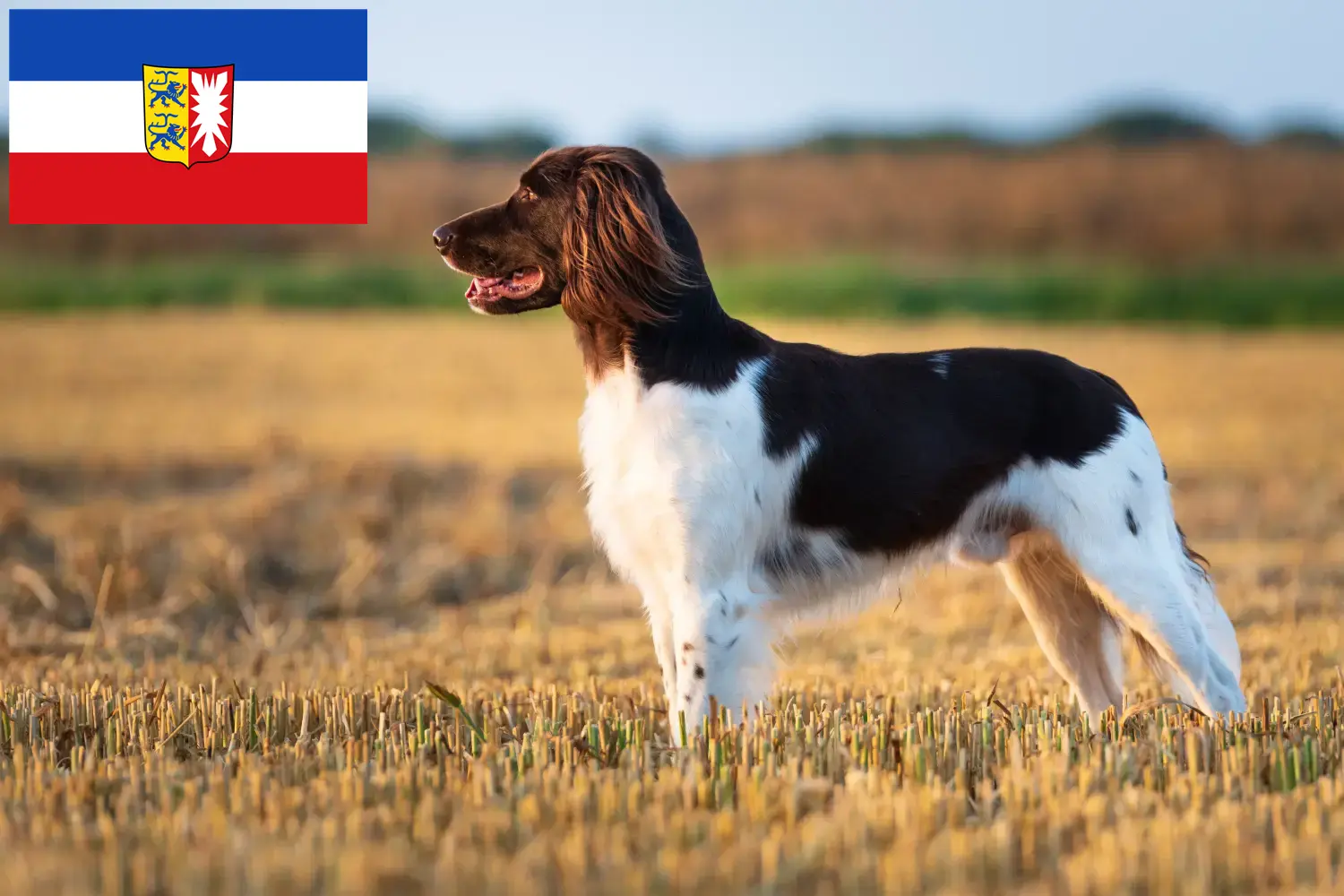 Petit Münsterländer chiots et éleveurs Schleswig-Holstein Ici, tu trouveras des éleveurs de petits Münsterländer dans le Schleswig-Holstein.