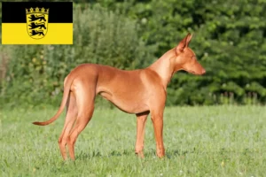 Lire la suite à propos de l’article Chiens de pharaon éleveurs et chiots en Baden-Württemberg