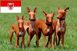 Lire la suite à propos de l’article Chien de pharaon éleveurs et chiots dans le Brandebourg