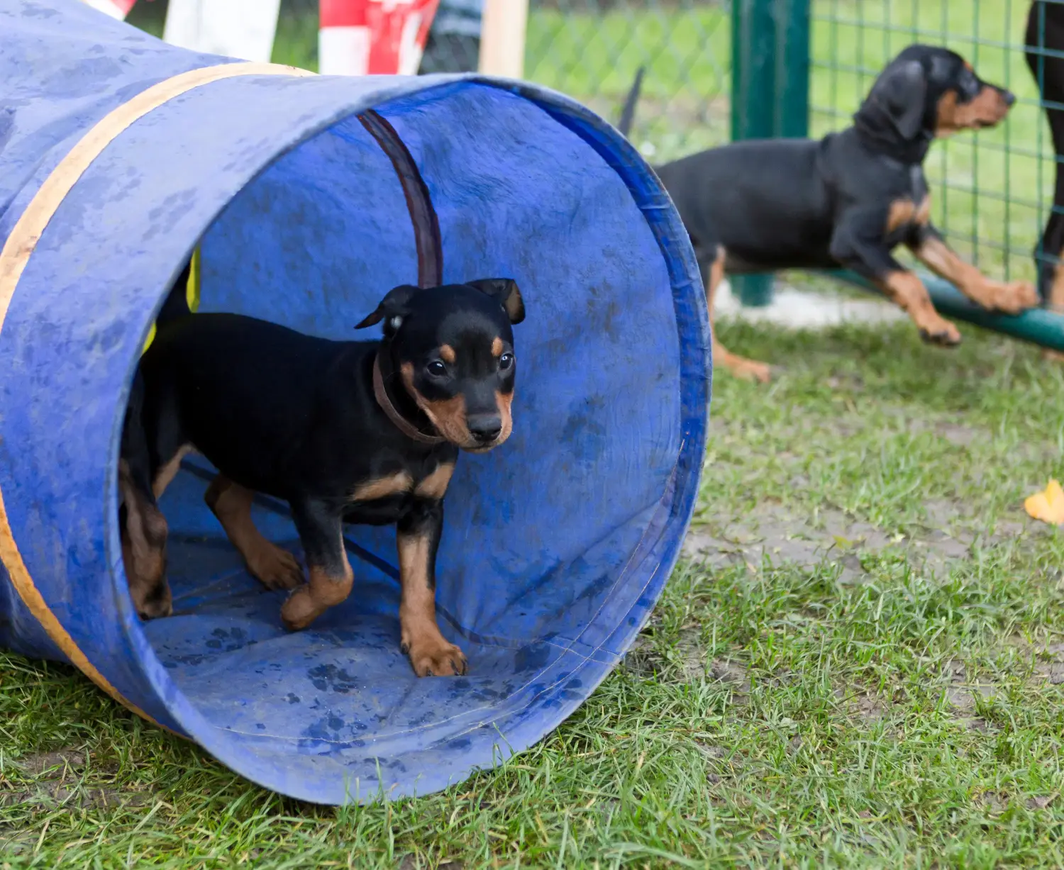 Acheter un chiot Pinscher allemand, c'est prendre ses responsabilités ! Acheter un chiot Pinscher allemand.