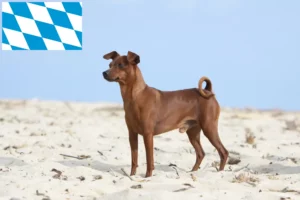 Lire la suite à propos de l’article Éleveurs de Pinscher nains et chiots en Bavière