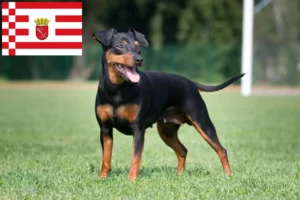 Lire la suite à propos de l’article Éleveurs de Pinscher nains et chiots à Brême