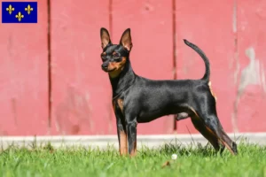 Lire la suite à propos de l’article Éleveurs de Pinscher nains et chiots en Île-de-France