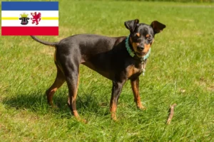 Lire la suite à propos de l’article Éleveurs de Pinscher nains et chiots dans le Mecklembourg-Poméranie occidentale