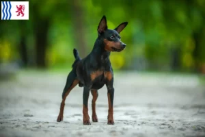 Lire la suite à propos de l’article Éleveurs de Pinscher nains et chiots en Nouvelle-Aquitaine