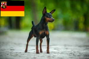 Lire la suite à propos de l’article Éleveurs de Pinscher nains et chiots en Rhénanie-Palatinat