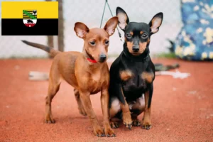 Lire la suite à propos de l’article Éleveurs de Pinscher nains et chiots en Saxe-Anhalt