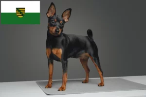Lire la suite à propos de l’article Éleveurs de Pinscher nains et chiots en Saxe