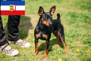 Lire la suite à propos de l’article Éleveurs de Pinscher nains et chiots dans le Schleswig-Holstein