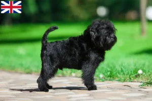 Lire la suite à propos de l’article Éleveurs de Pinscher et chiots en Grande-Bretagne