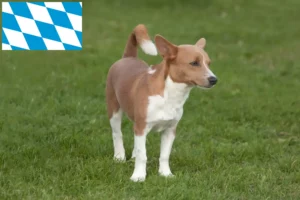 Lire la suite à propos de l’article Éleveurs de Podenco et chiots en Bavière