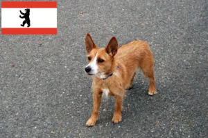 Lire la suite à propos de l’article Éleveurs de Podenco et chiots à Berlin
