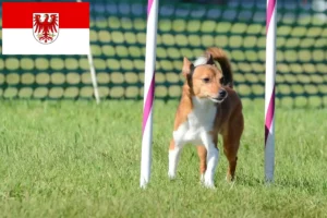 Lire la suite à propos de l’article Éleveurs de Podenco et chiots dans le Brandebourg