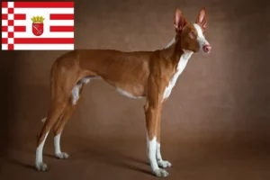 Lire la suite à propos de l’article Éleveurs de Podenco et chiots à Brême