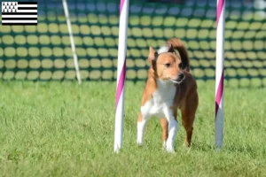 Lire la suite à propos de l’article Éleveurs de Podenco et chiots en Bretagne