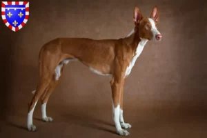 Lire la suite à propos de l’article Éleveurs de Podenco et chiots en Centre-Val de Loire