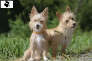 Lire la suite à propos de l’article Éleveurs de Podenco et chiots en Corse