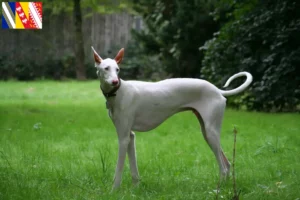 Lire la suite à propos de l’article Éleveurs de Podenco et chiots en Grand Est