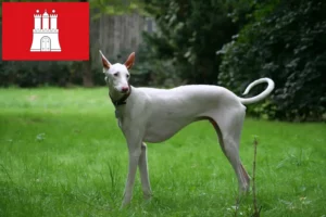 Lire la suite à propos de l’article Éleveurs de Podenco et chiots à Hambourg