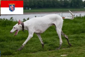 Lire la suite à propos de l’article Éleveurs de Podenco et chiots en Hesse