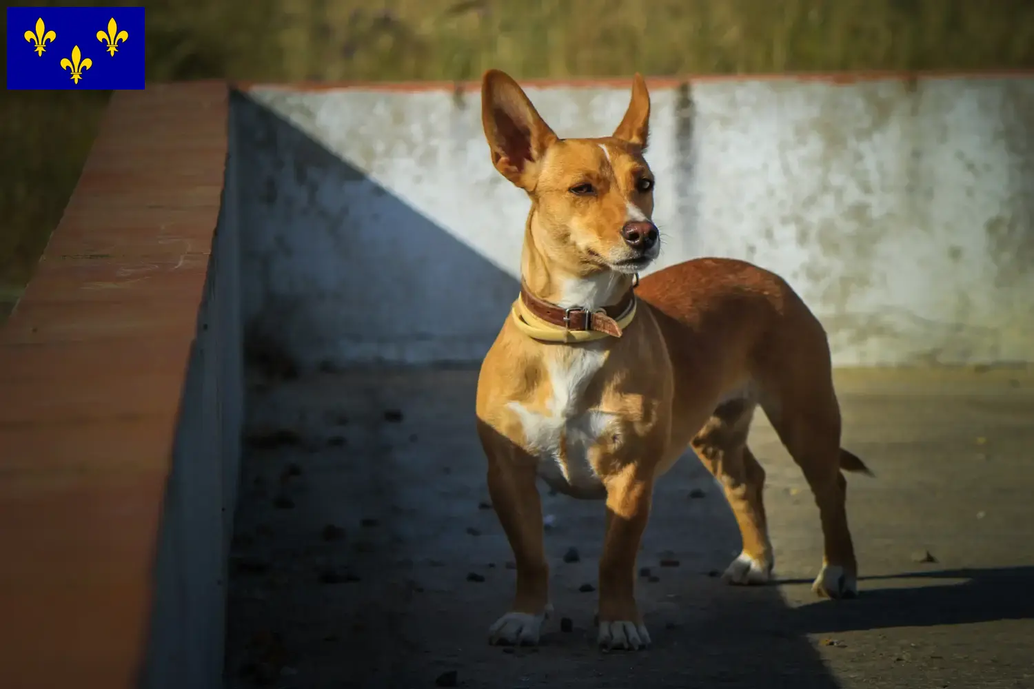 Podenco chiots et éleveurs Île-de-France Ici tu trouves des éleveurs de Podencos en Île-de-France.