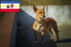 Lire la suite à propos de l’article Éleveurs de Podenco et chiots dans le Mecklembourg-Poméranie occidentale