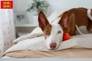 Lire la suite à propos de l’article Éleveurs de Podenco et chiots en Normandie