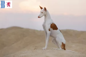 Lire la suite à propos de l’article Éleveurs de Podenco et chiots en Nouvelle-Aquitaine