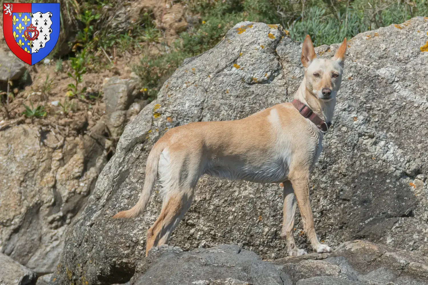 Podenco chiots et éleveurs Pays de la Loire Ici tu trouves des éleveurs de Podencos en Pays de la Loire.