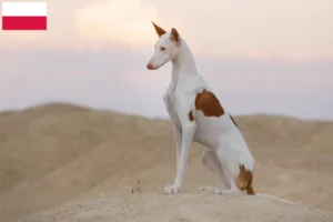 Lire la suite à propos de l’article Éleveurs de Podenco et chiots en Pologne