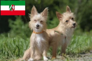 Lire la suite à propos de l’article Éleveurs de Podenco et chiots en Rhénanie du Nord-Westphalie