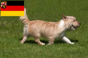 Lire la suite à propos de l’article Éleveurs de Podenco et chiots en Rhénanie-Palatinat