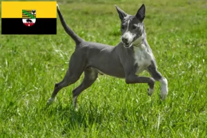 Lire la suite à propos de l’article Éleveurs de Podenco et chiots en Saxe-Anhalt