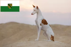 Lire la suite à propos de l’article Éleveurs de Podenco et chiots en Saxe