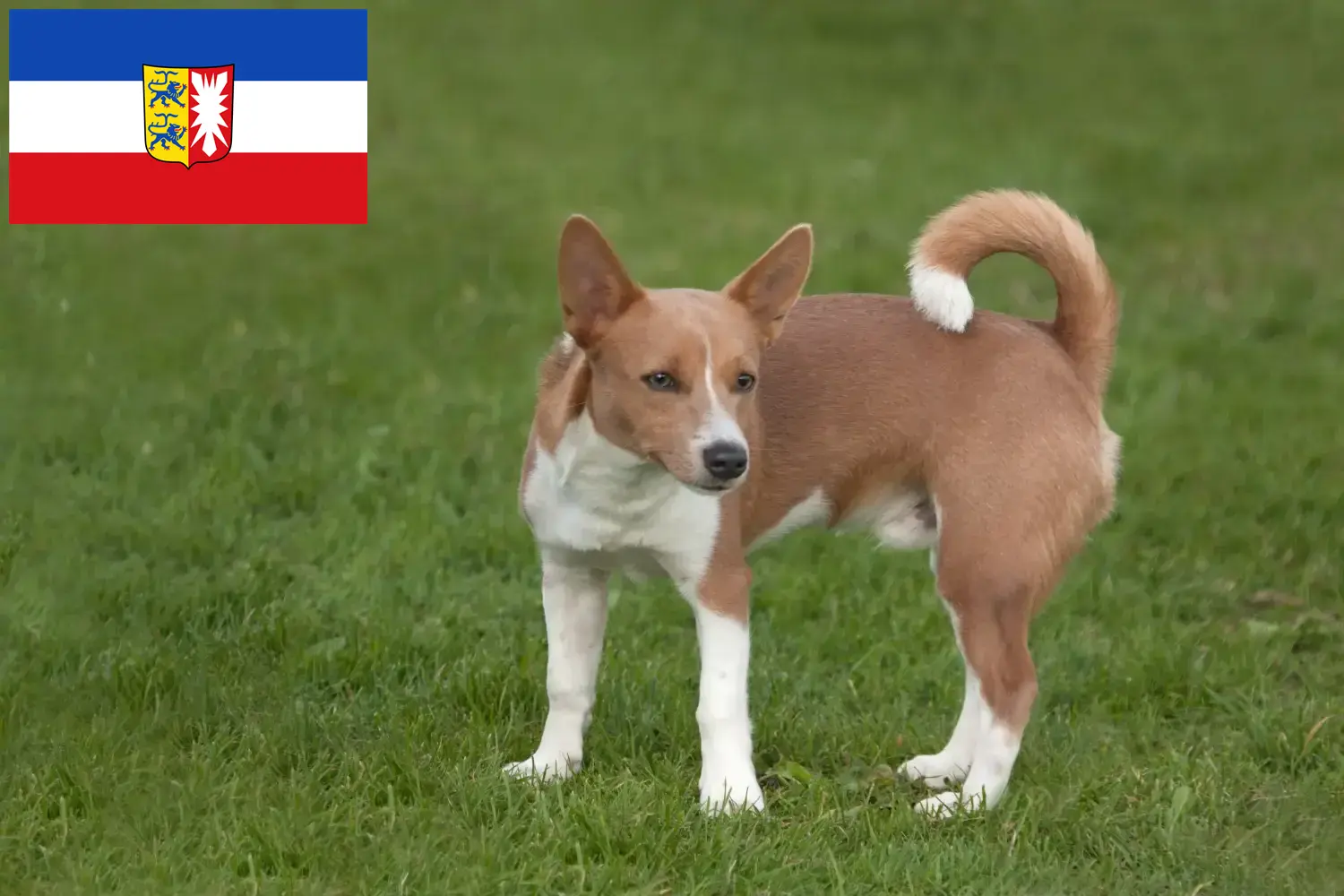 Podenco chiots et éleveurs Schleswig-Holstein Ici tu peux trouver des éleveurs de Podencos en Schleswig-Holstein.