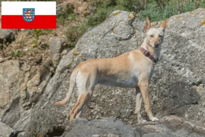 Lire la suite à propos de l’article Éleveurs de Podenco et chiots en Thuringe