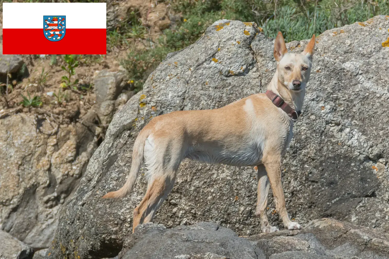 Podenco chiots et éleveurs Thuringe Ici, tu trouveras des éleveurs de Podencos en Thuringe.
